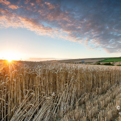 Corn-Field-Sunset-002