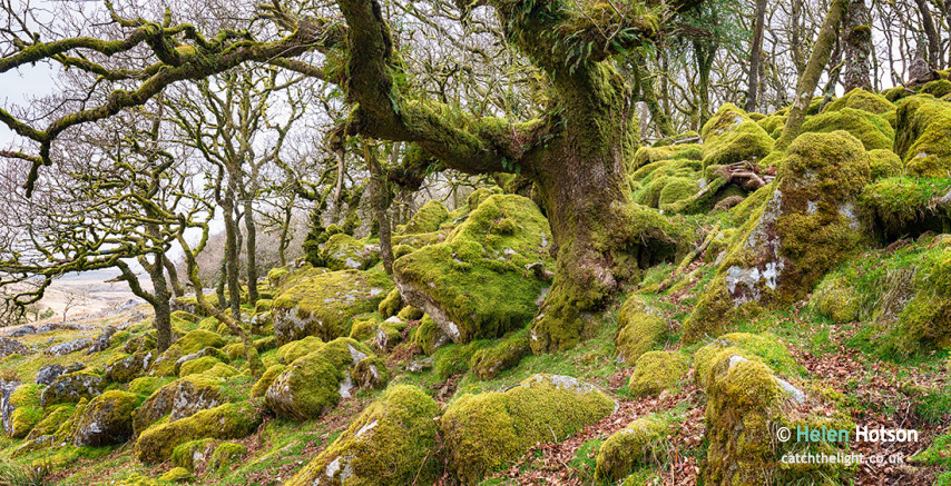Wistman's Wood on Dartmoor
