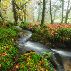 Autumn Woods and Stream